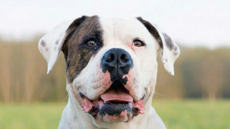 Catahoula Bulldog